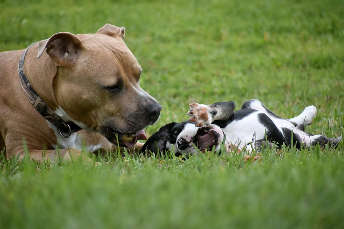 Kurse für junge und erwachsene Hunde