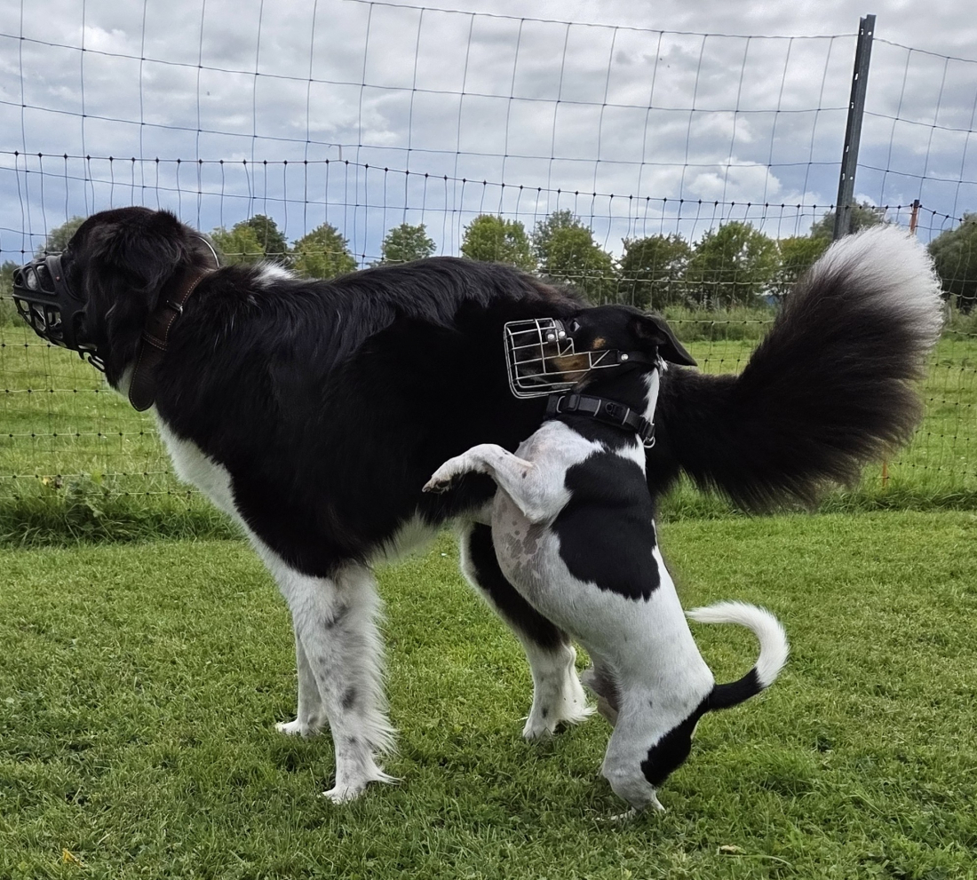 Mauli´s  & Co. 15.00 Uhr